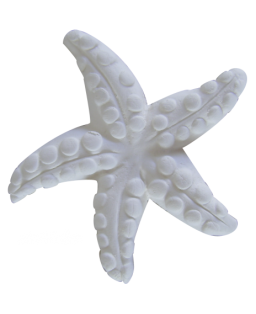 Starfish magnet pack 10 pcs.